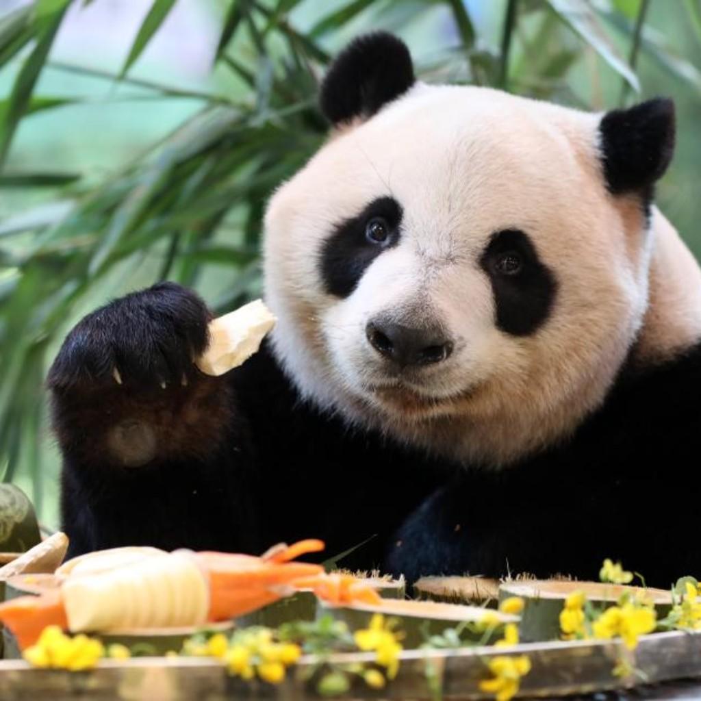 Photos | ?Giant panda 