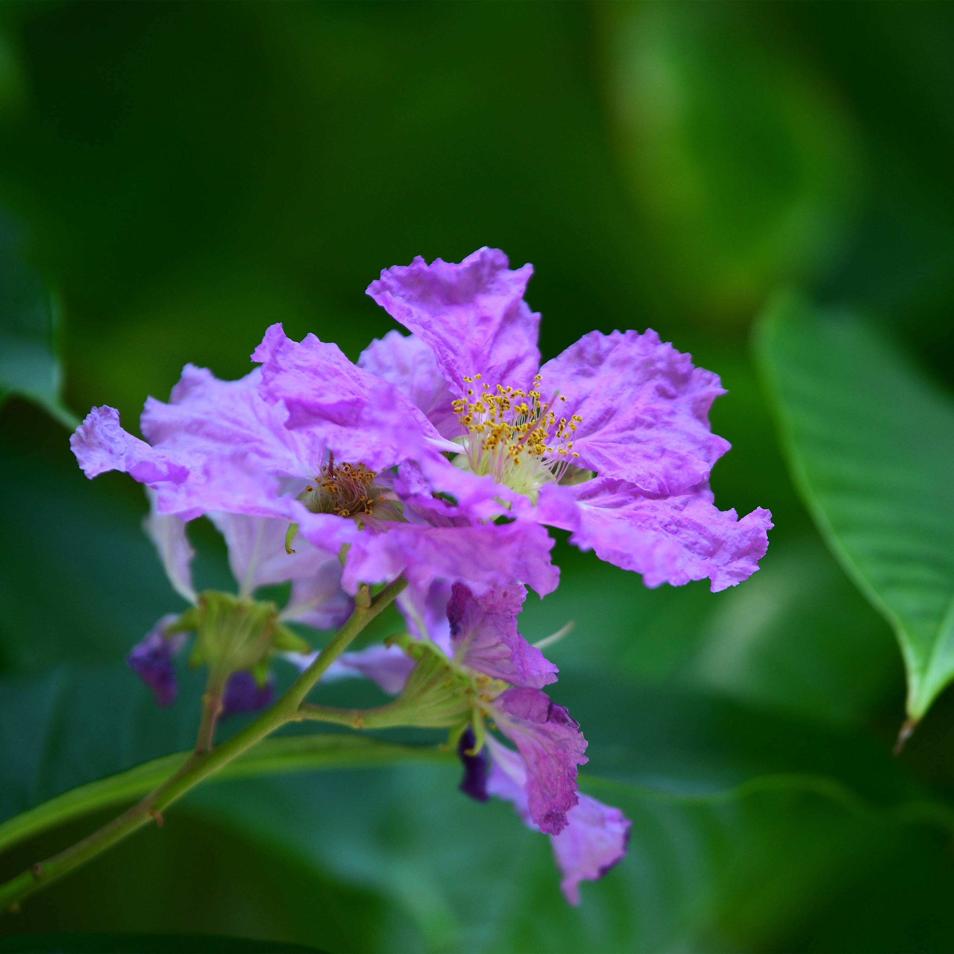 Banaba & golden shower flowers add colors to Guangzhou