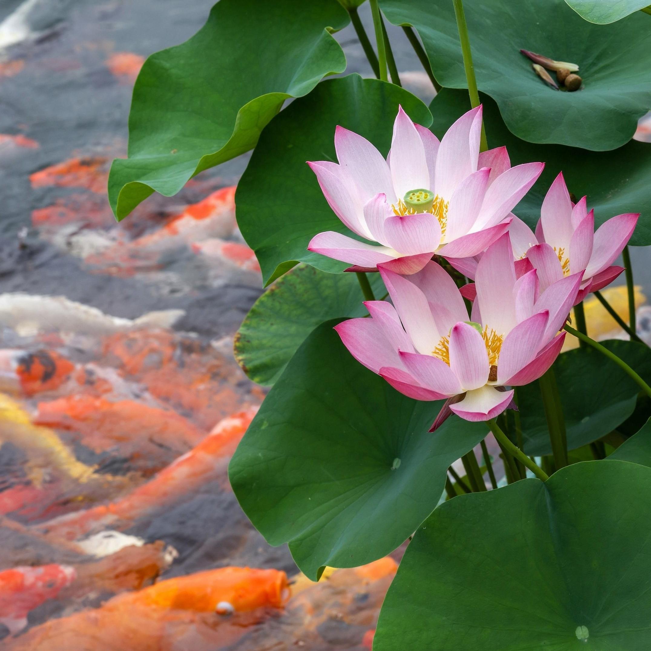 Blooming lotus flowers grace S China's Guangzhou