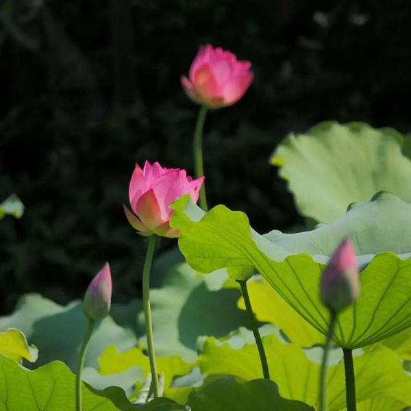 Pink blossoms add vitality to Tianhe