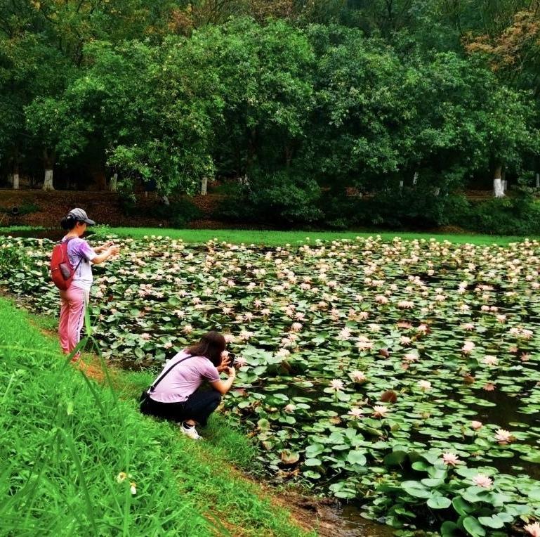Pinkish water lilies flourish in Panyu
