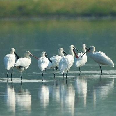 Black-faced spoonbills thrive at Nansha Wetland