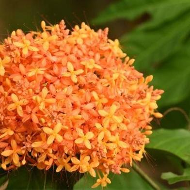 Tianhe's national botanical garden flourishes