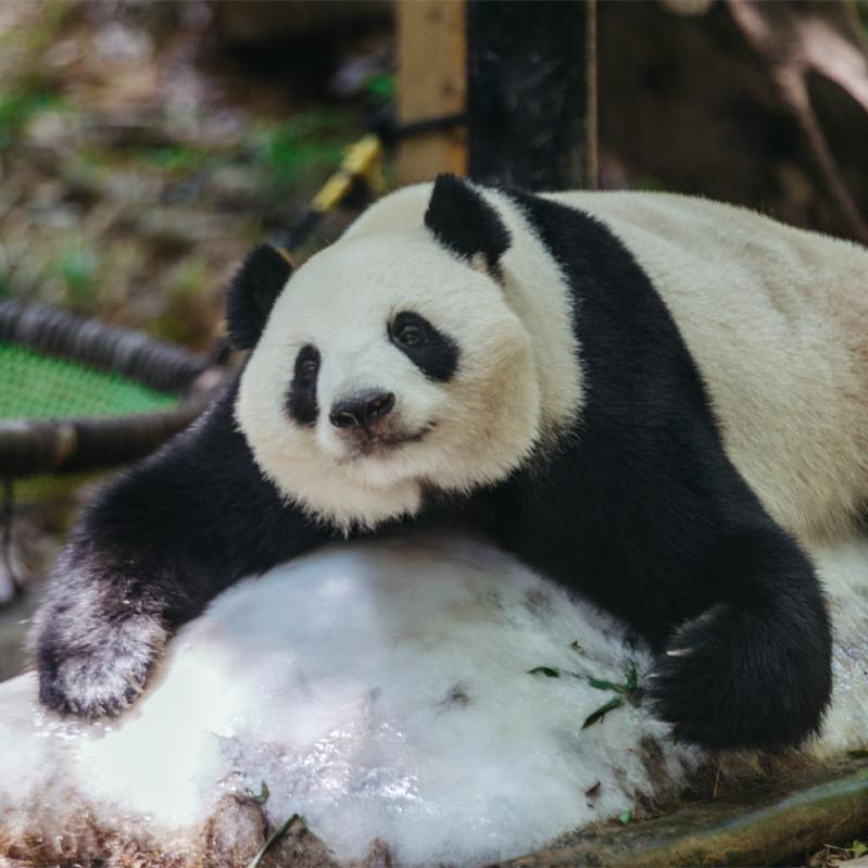 Cool ideas help animals beat the heat in zoos