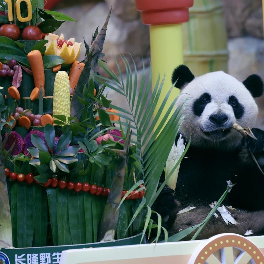 Panda triplets celebrate tenth birthday with park party