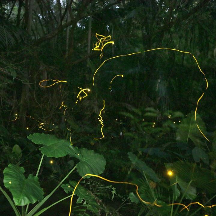 More fireflies discovered in Guangzhou