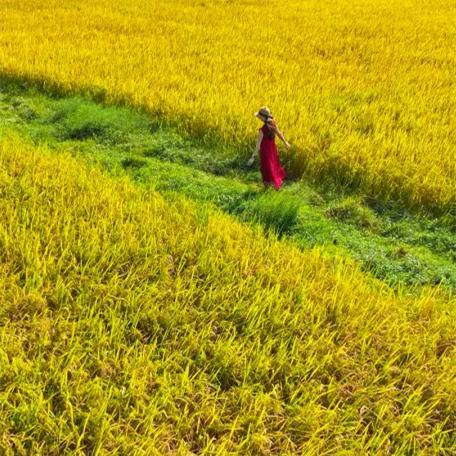 Embrace the golden sea in Guangzhou's Baiyun district