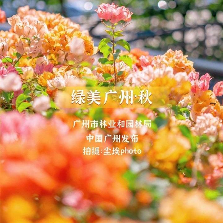Video | Autumn splendor in Guangzhou