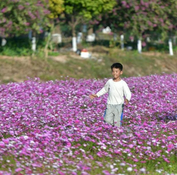 Pink sea of 