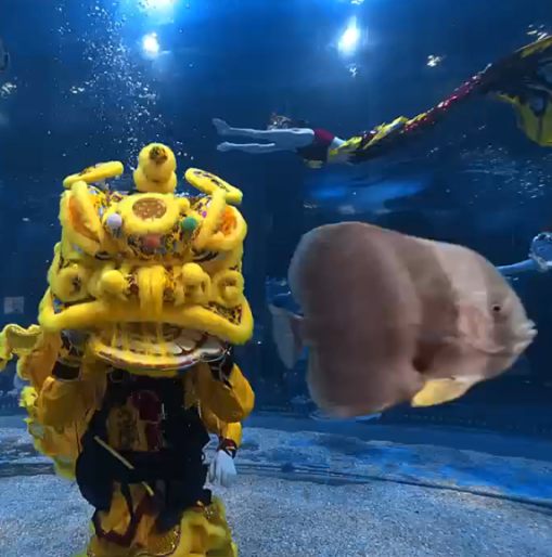 Underwater lion dance to celebrate Chinese New Year