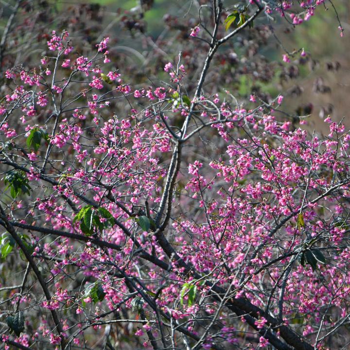 A glimpse of enchanting cherry blossom season in GZ