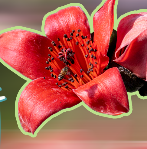 Guangzhou embraces flower season