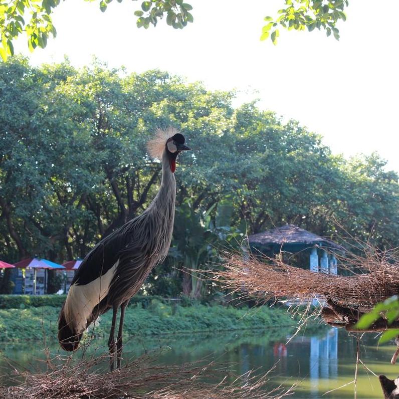 Cranes from East Africa thrive in their habitat at Guangzhou bird park
