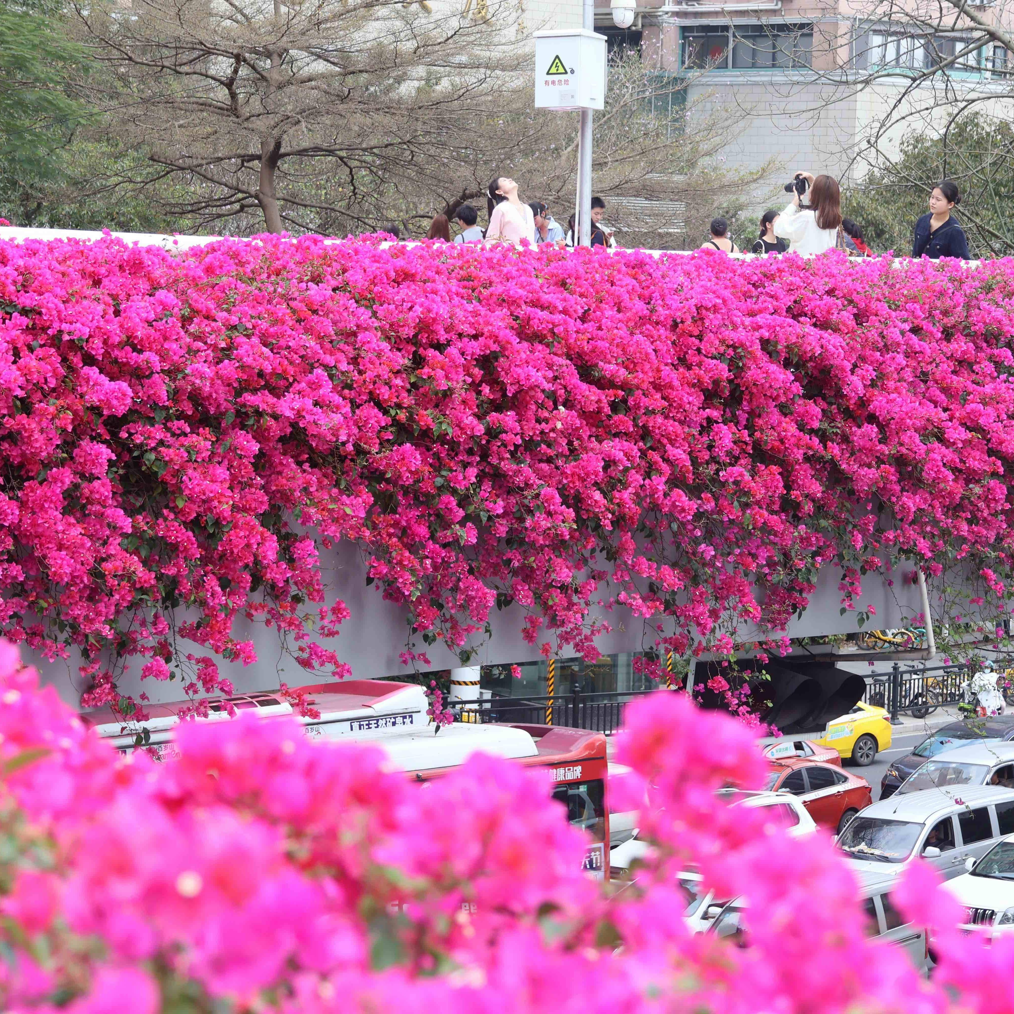 Blooming bougainvillea turns pedestrian bridges into 