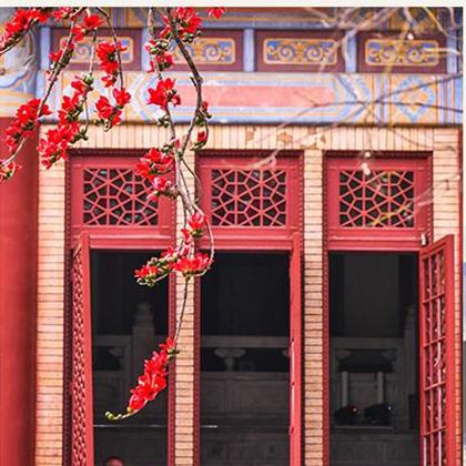 Best places to admire kapok flowers in Guangzhou