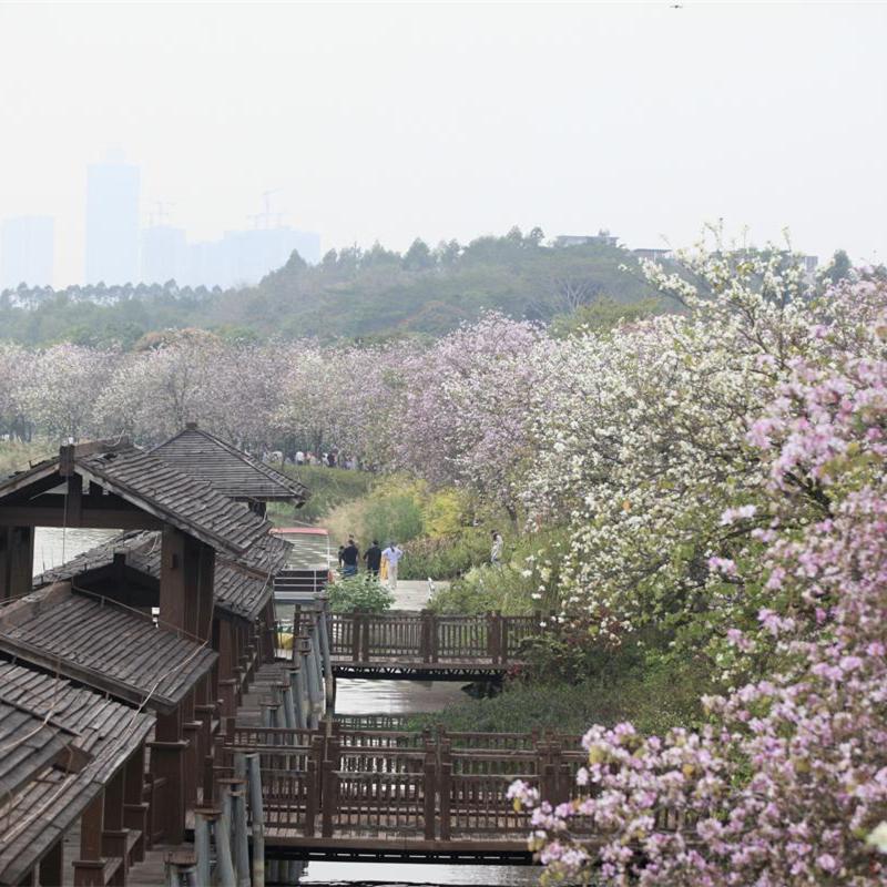 Spring awakens Guangzhou's vibrant flora