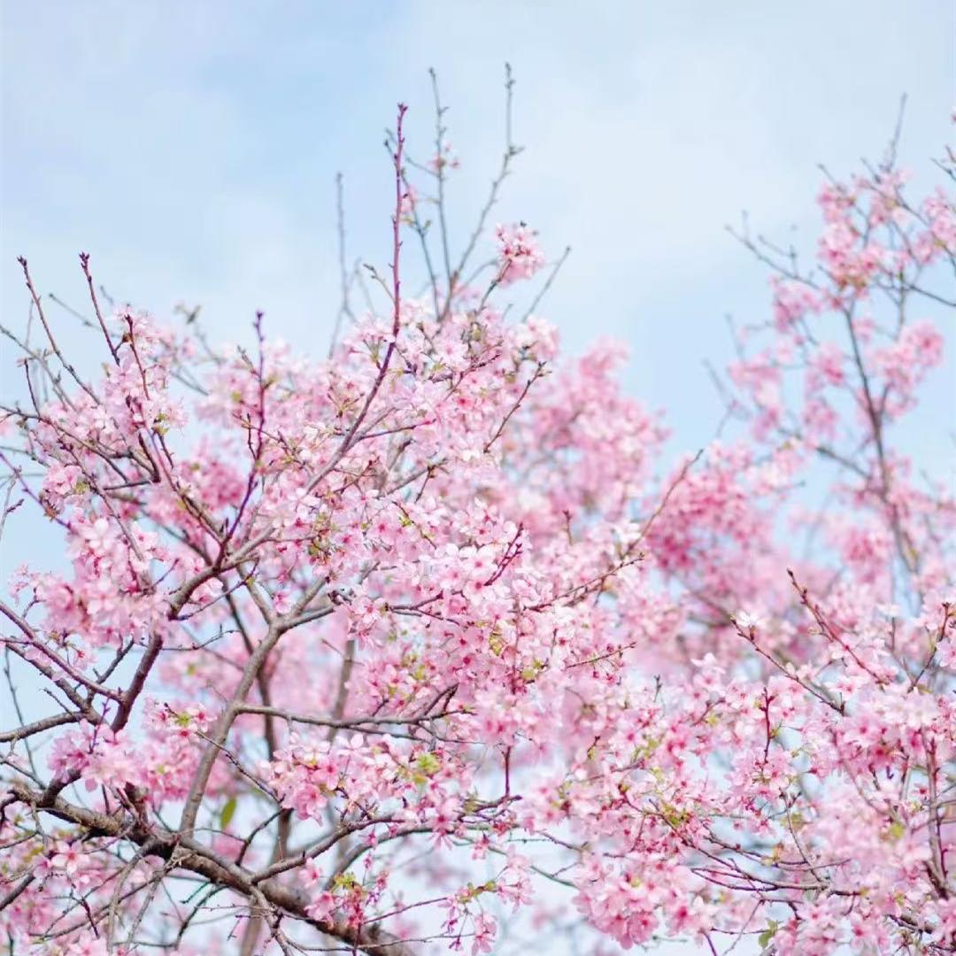 Seas of flowers in GZ await you to explore