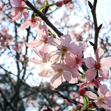2025 Nansha Cherry Blossom Festival brings spring magic to life
