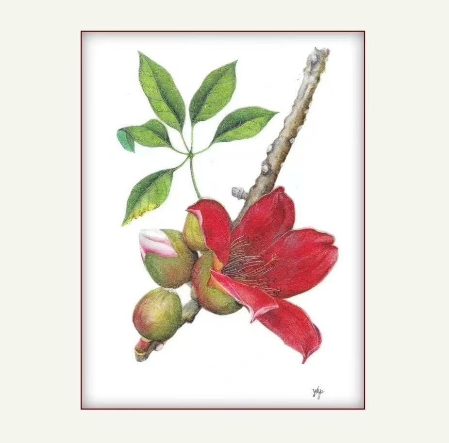Video & pics | Pith paintings depict native plants of Guangzhou