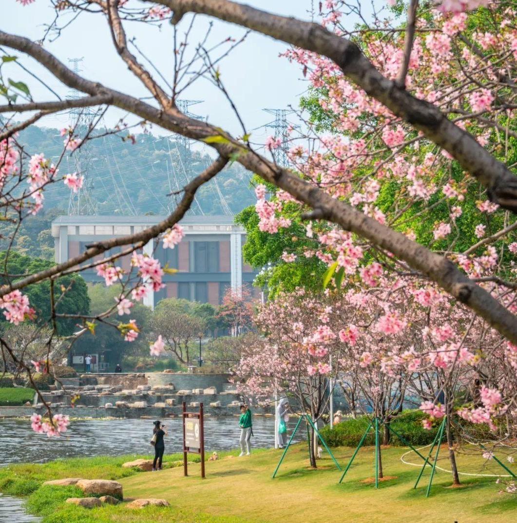 Photos | Spring scenery across Guangzhou
