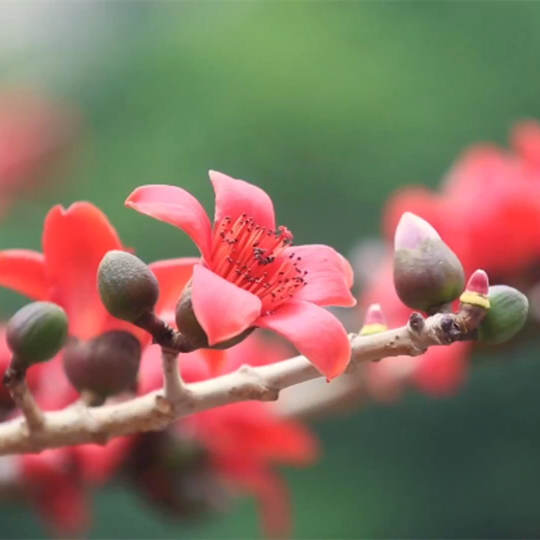 Kapok flowers in full bloom in Guangzhou