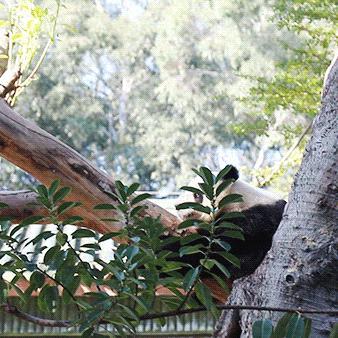 Guangzhou Zoo to welcome two new pandas