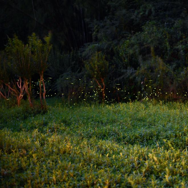 In pics: fireflies at Tianhe Park in Guangzhou, China's Guangdong