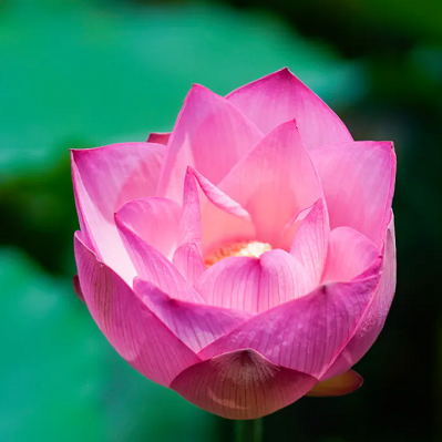 Nansha's lotus blossoms kick off summer spectacle