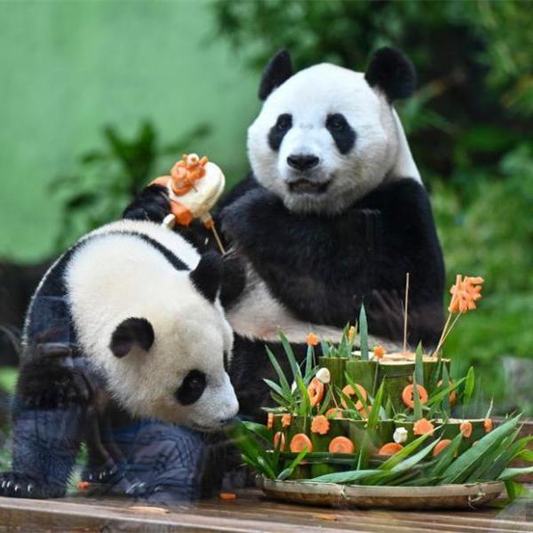 Giant panda Mei Zhu celebrates its 1st birthday in Guangzhou