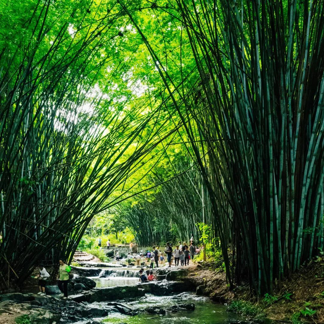 Hiking routes in the bamboo forests of Guangzhou
