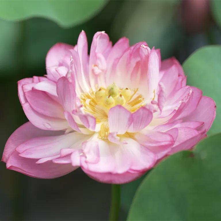 Stunning lotus exhibition held in Yunxi Botanical Garden in Guangzhou