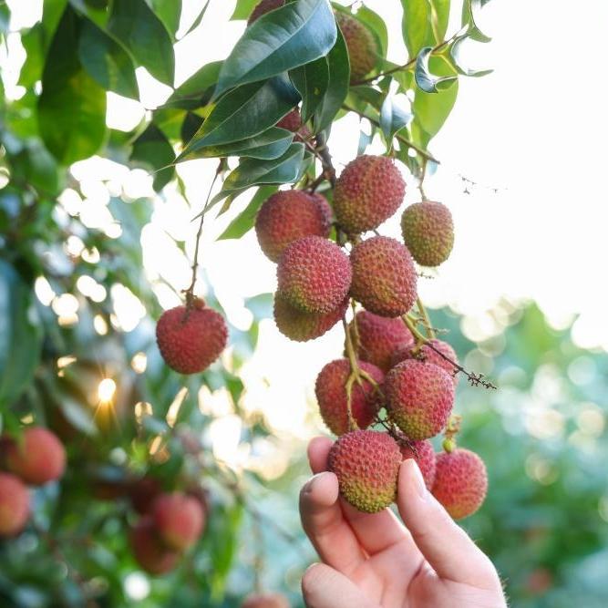 The Lychee Journey: From Guangdong orchards to New York markets